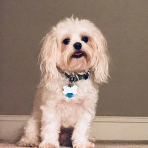 Meet your Posher, Ella-jack